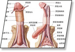 悍马止泄酊官方